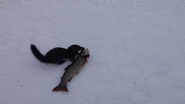 Бесстрашная норка попыталась отобрать у рыбаков щуку. Видео