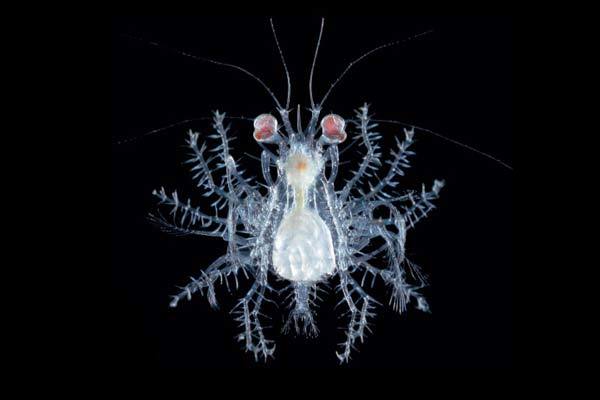 Изменение ареалов планктона оказывает влияние на всех морских обитателей