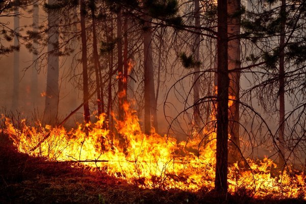 В Подмосковье сообщили о закрытии пожароопасного сезона