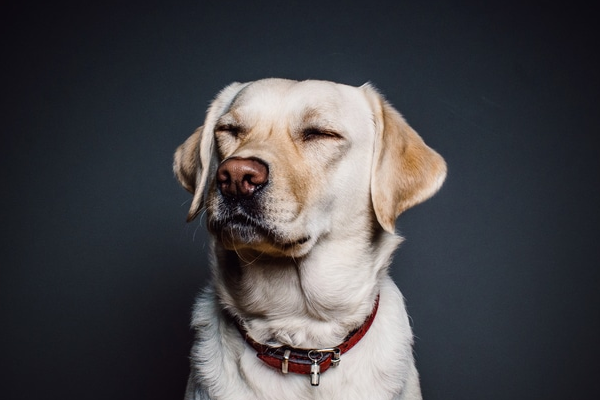 Собаки могут чувствовать запах эпилептических припадков
