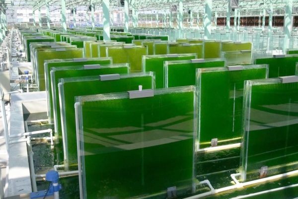 Биореактор на водорослях ликвидирует CO2 лучше, чем растения
