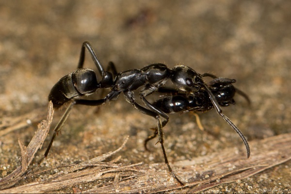 Ученые узнали, как муравьи при ранениях помогают друг другу
