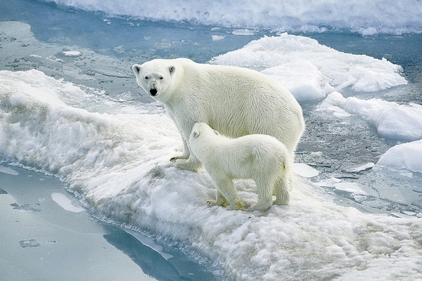 Северный полюс - независимая область, он гораздо теплее Южного и другие  интересные факты