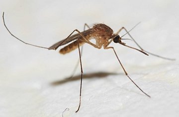 Малярийные комары находят жертв по запаху