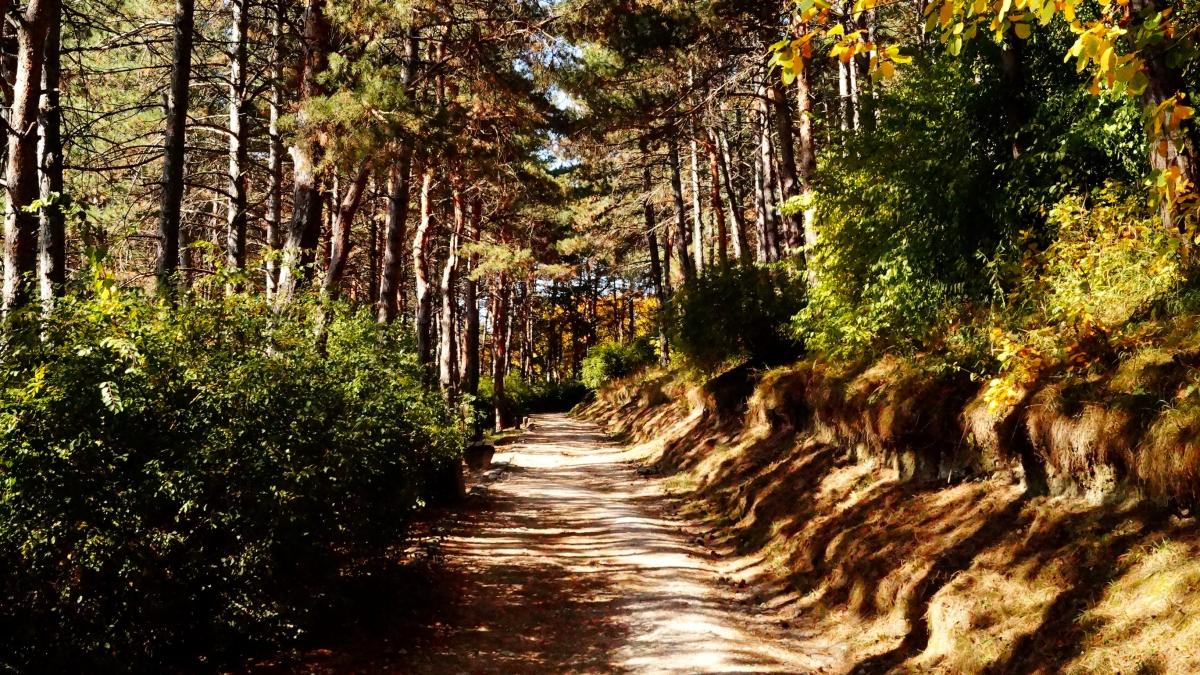 Кисловодский национальный парк.Терренкур Кисловодский национальный парк.Терренкур