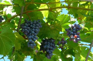 Опытные виноградари назвали идеальный срок заготовки лозы — Огород