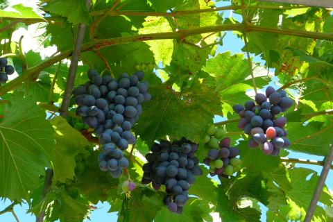 Опытные виноградари назвали идеальный срок заготовки лозы — Огород