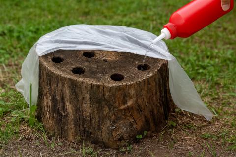 Удаляю старые кусты без лопаты — способ, который сработал на участке за два лета: нужен секатор и немного терпения