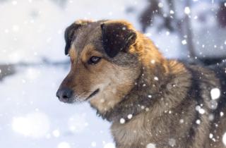 Солома увеличила теплоизоляцию будки зимой — ветеринары