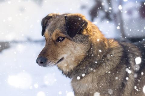 Солома увеличила теплоизоляцию будки зимой — ветеринары