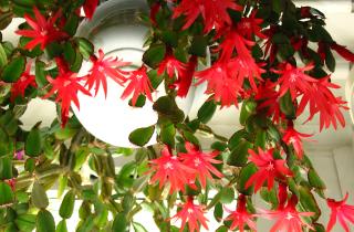 Декабрист сбрасывает бутоны при частых перемещениях — агрономы