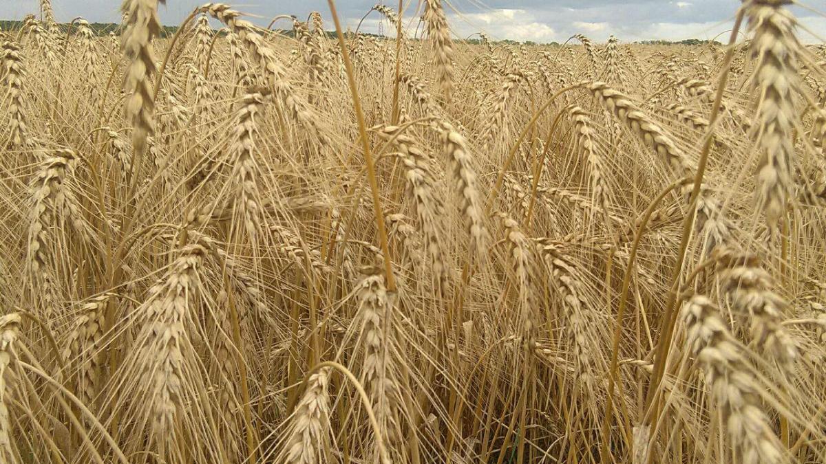 Пшеница на опытном поле