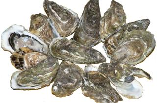 Гетеборгский университет подтвердил массовую гибель устриц от паразита Bonamia