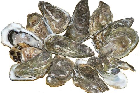 Гетеборгский университет подтвердил массовую гибель устриц от паразита Bonamia