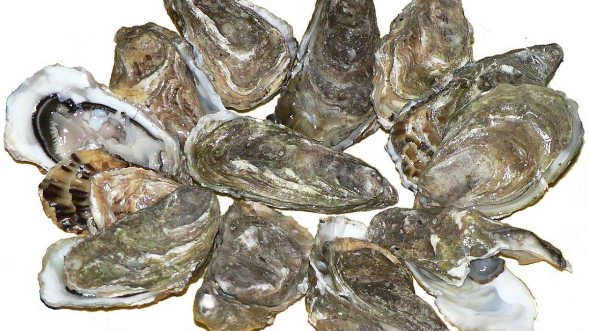 Тихоокеанские устрицы