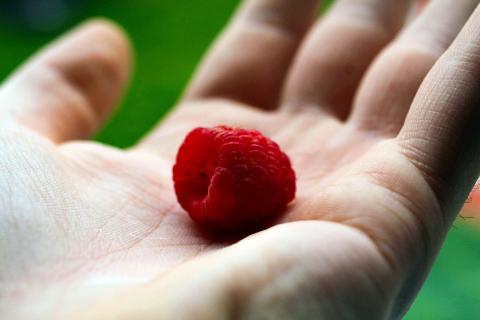 Врачи: ягоды малина, клюква и брусника снижают воспаление и улучшают цвет лица