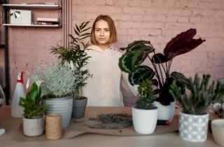 Пеперомия подходит для небольших помещений — цветоводы