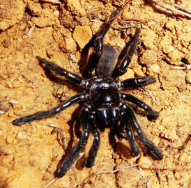 Умер древнейший паук на планете