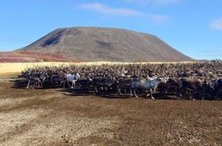 В Ямале в 2025 году заготовят рекордные 3500 тонн мяса оленя — рост объемов на 200 тонн