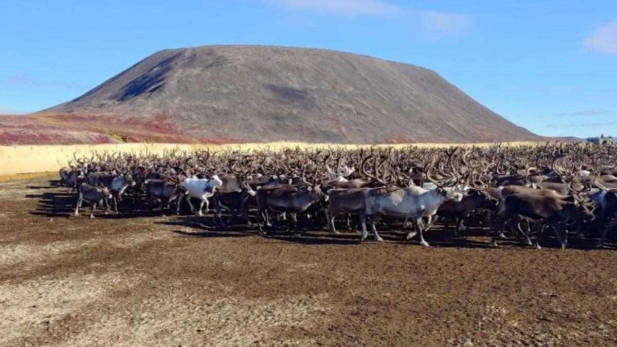 стадо оленей