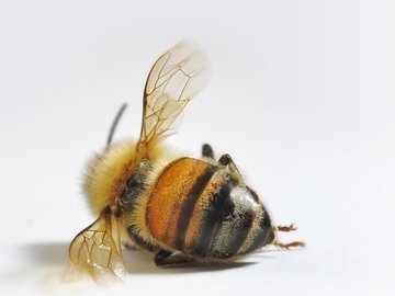 Пестициды - причина разрушения колоний пчел