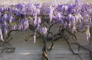 Осенняя обрезка глицинии повысила количество почек — садоводы