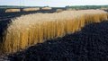 Частота продовольственных шоков растет Частота продовольственных шоков растет