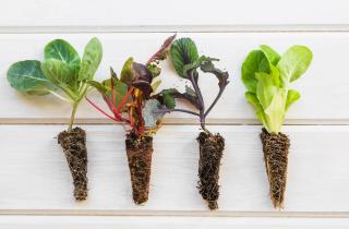 Стебли шпината пускают корни за 10 — дней агрономы