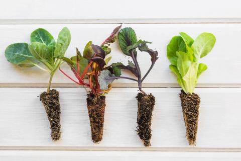 Стебли шпината пускают корни за 10 — дней агрономы