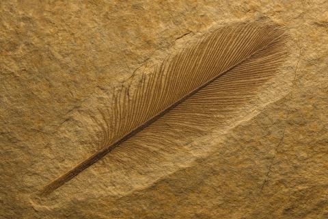 Линька указала на нелетающий образ жизни динозавра — палеонтологи ТАУ