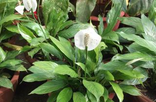 Избыток минералов в воде нанес ущерб листьям спатифиллума — садоводы