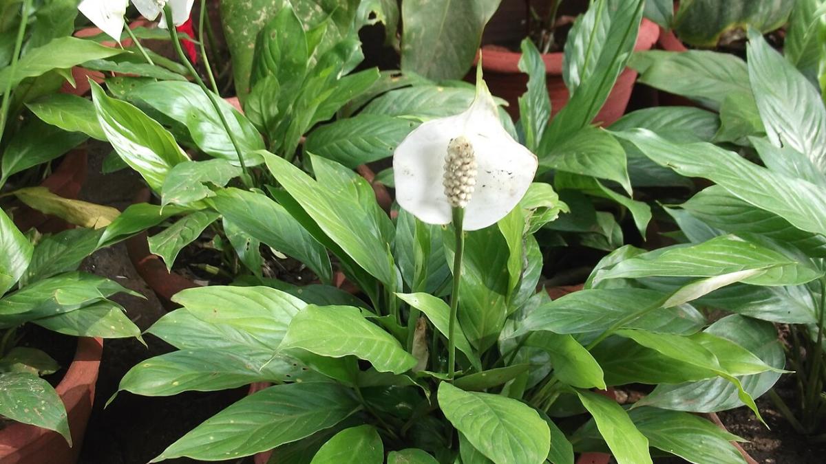 Спатифиллум