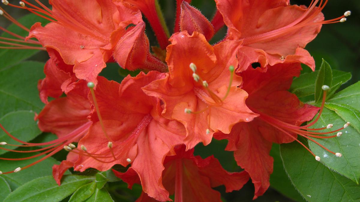 Огненная азалия
