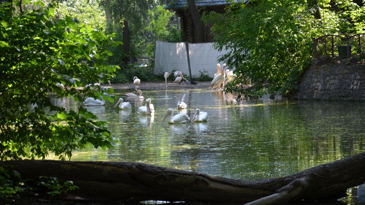Київський зоопарк 021 Київський зоопарк 021
