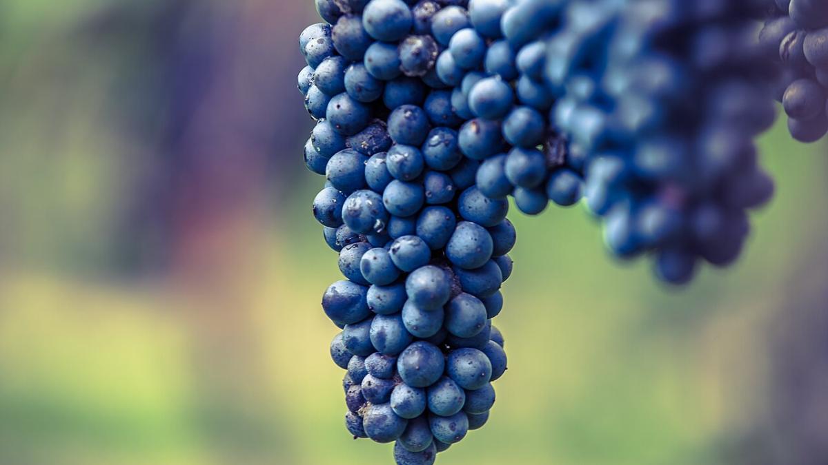 Виноград