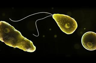 ДНК амёбы обнаружена в Йеллоустоне — bioRxiv