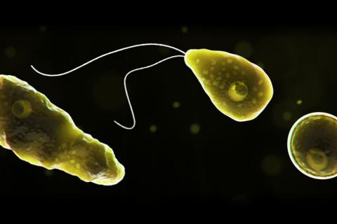 ДНК амёбы обнаружена в Йеллоустоне — bioRxiv