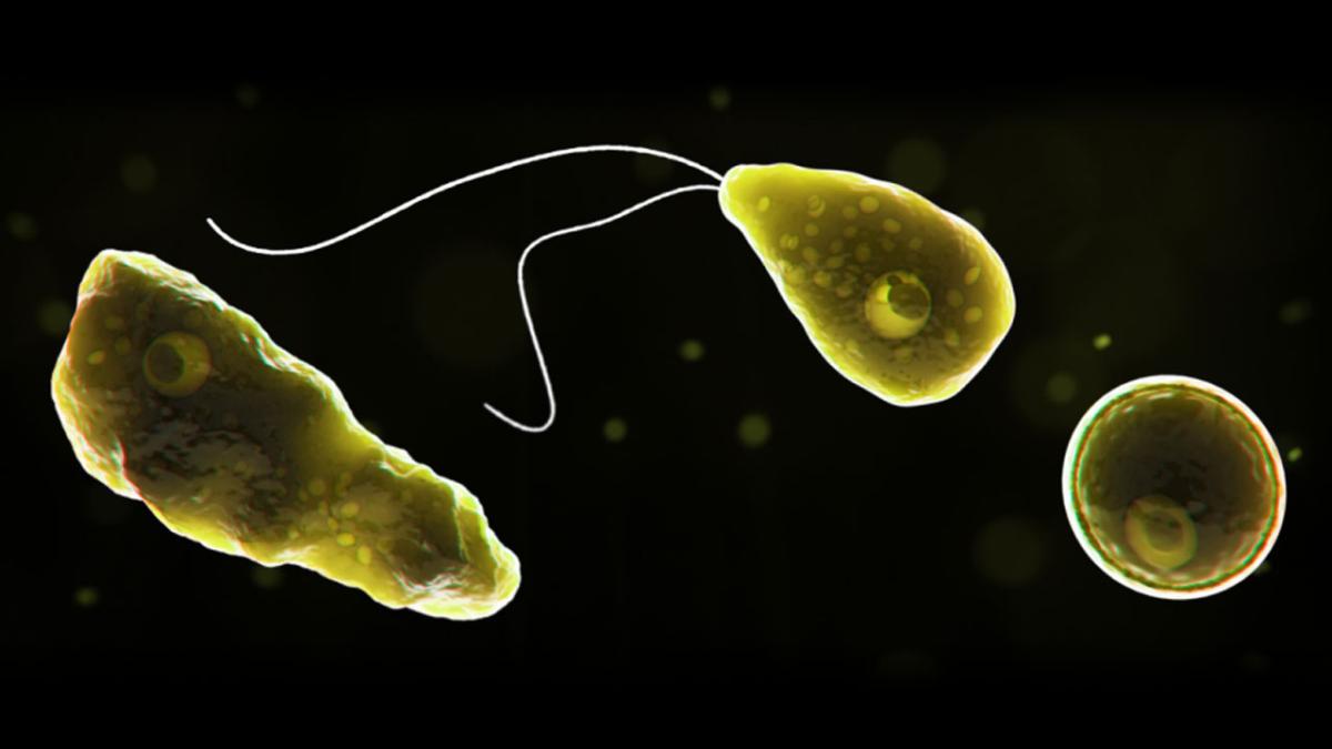 Неглерия Фоулера