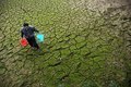 Ученые разрабатывают средство для растений против засухи Ученые разрабатывают средство для растений против засухи