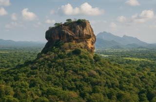 Молчание лесов: почему природа больше не справляется с миссией климатического спасения