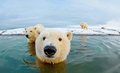 Ученые вынашивают смелый план по спасению белых медведей Ученые вынашивают смелый план по спасению белых медведей