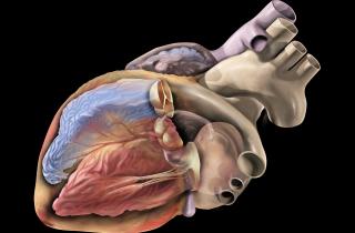 Канадка пережила клиническую смерть — Daily Mirror