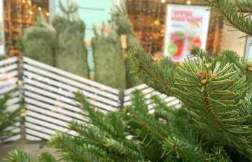 Новогодние елки можно сдать на переработку в 13 парках Москвы