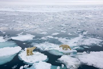 Потепление вызвало резкие и противоположные изменения в связанных морских сообществах