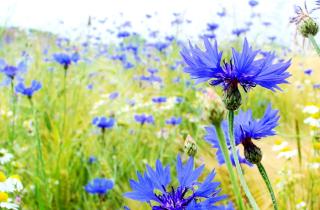 Создаём модный сад 2026 с луговыми травами  — Огород.ru