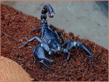 Топ-6 самых опасных скорпионов
