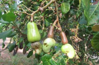 Боковые ветки кешью обрезают для формирования куста — Жизнь за городом