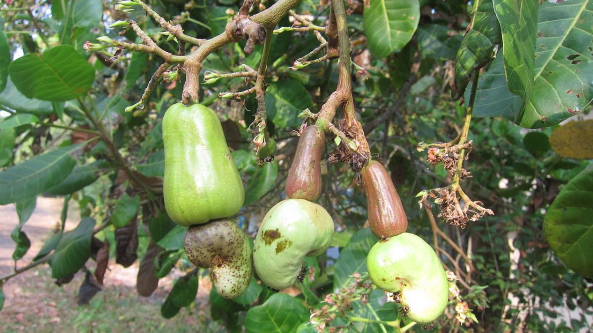 Каштан кешью