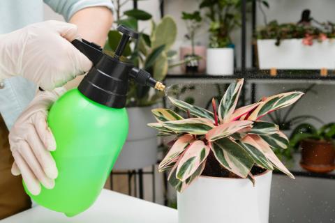 Частое опрыскивание усилило риск грибковых болезней — садоводы