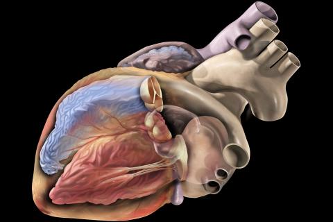 Архангельская область направит 92 млн рублей на борьбу с инфарктами — Эхо Севера